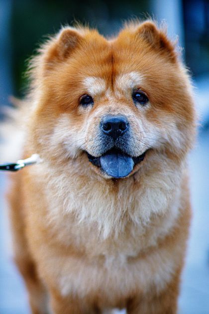 Närbild på en röd chow chow med mörka ögon och den rastypiska blåsvarta tungan synlig
