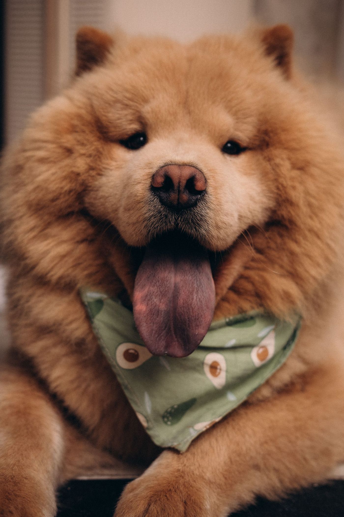 Ljusröd chow chow med tjock päls ligger inomhus med tungan ute och en grön halsduk om halsen