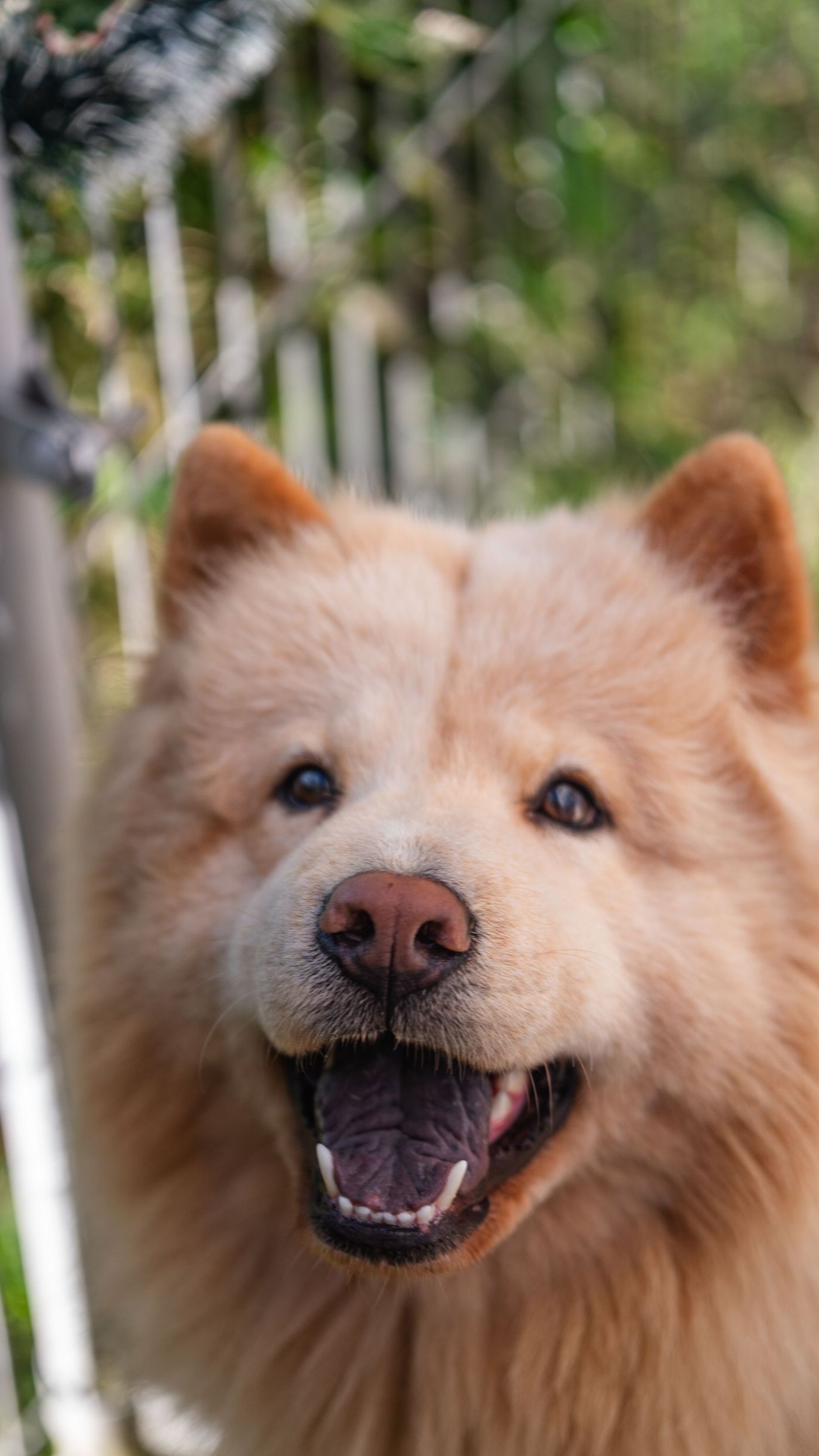 Närbild på en cremefärgad chow chow med öppen mun och tjock päls kring huvudet