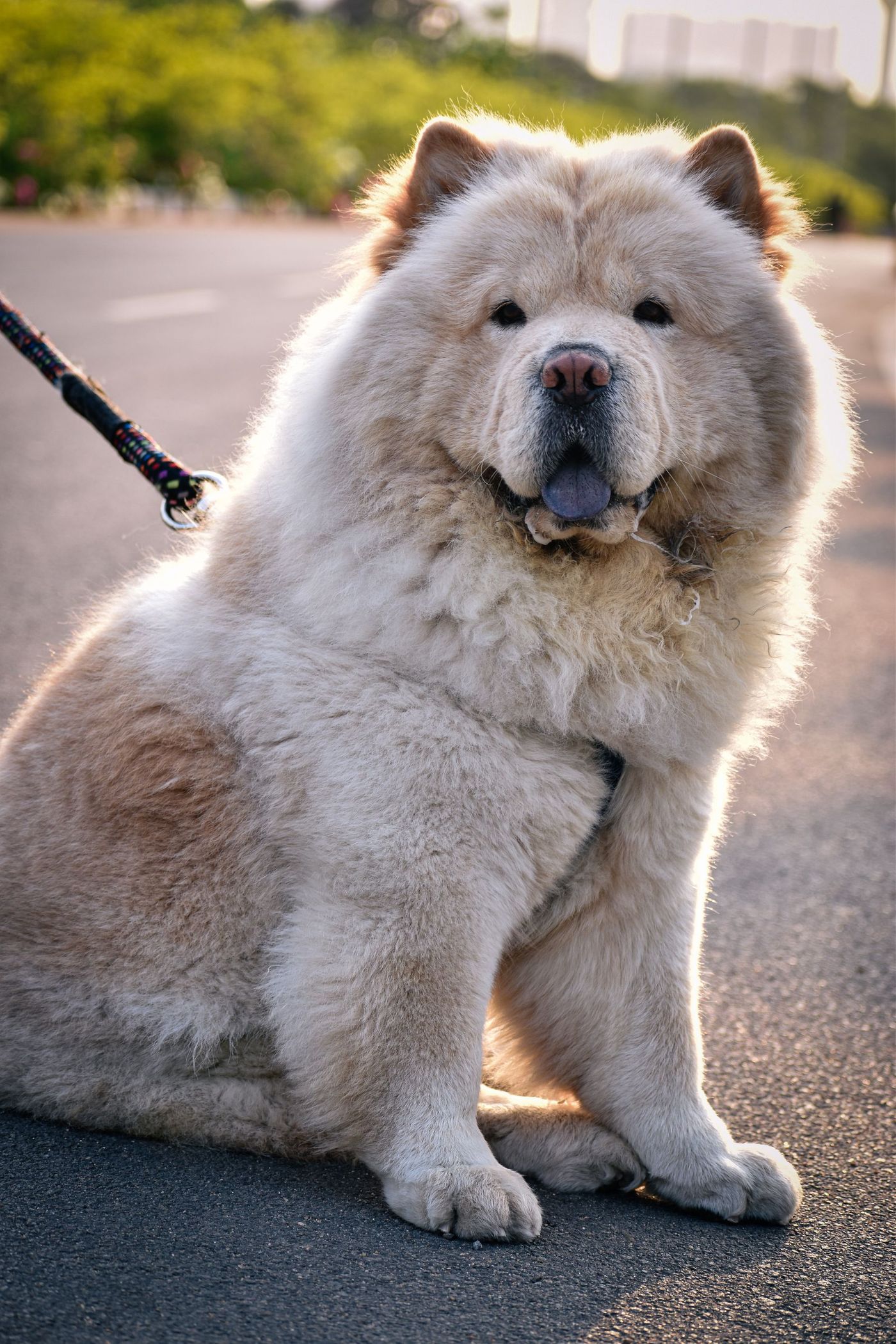 Cremefärgad chow chow sitter på asfalt i lågt motljus och flämtar med tungan ute