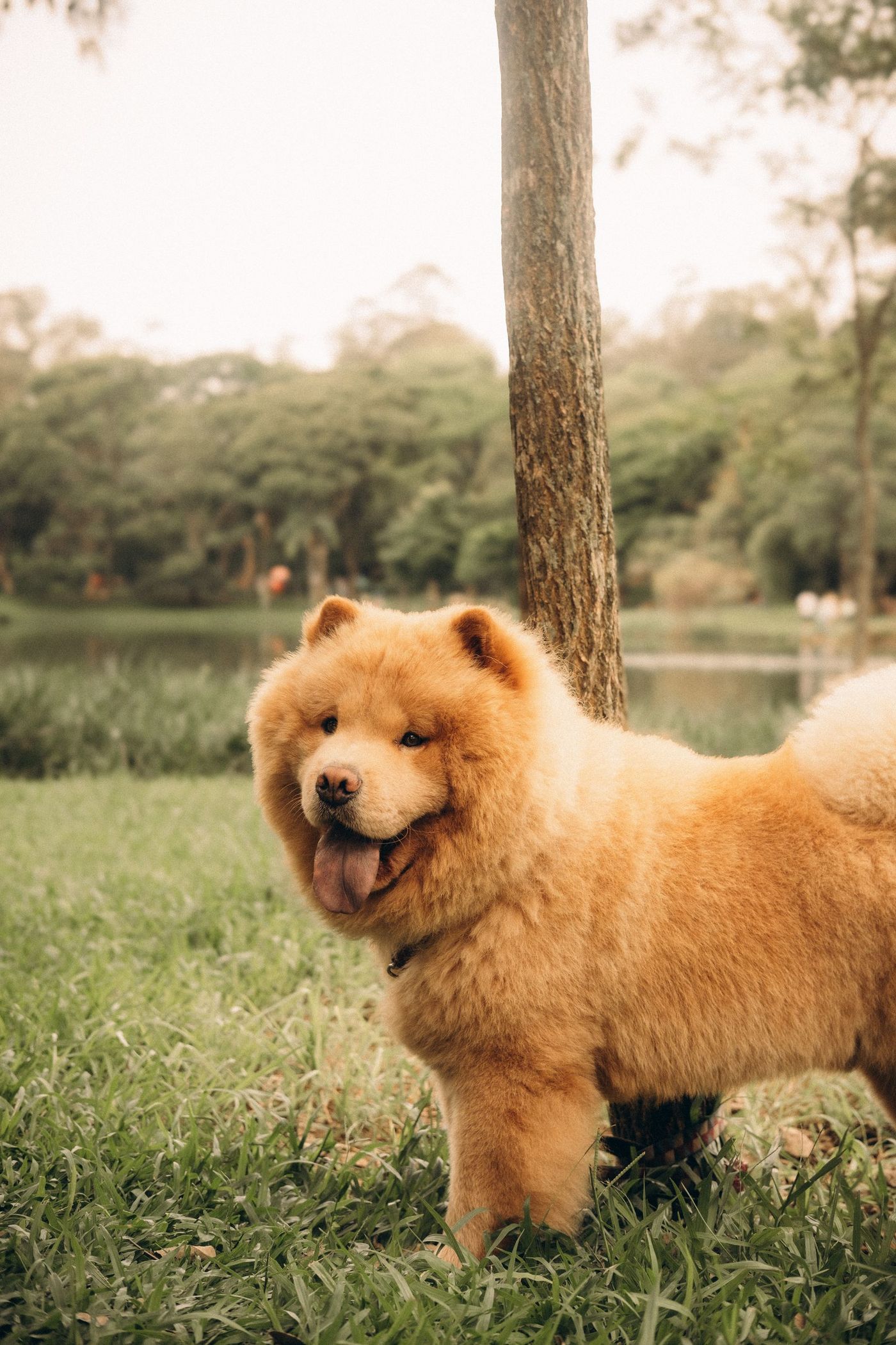 Cremefärgad chow chow står på gräs i en park med träd och vatten i bakgrunden