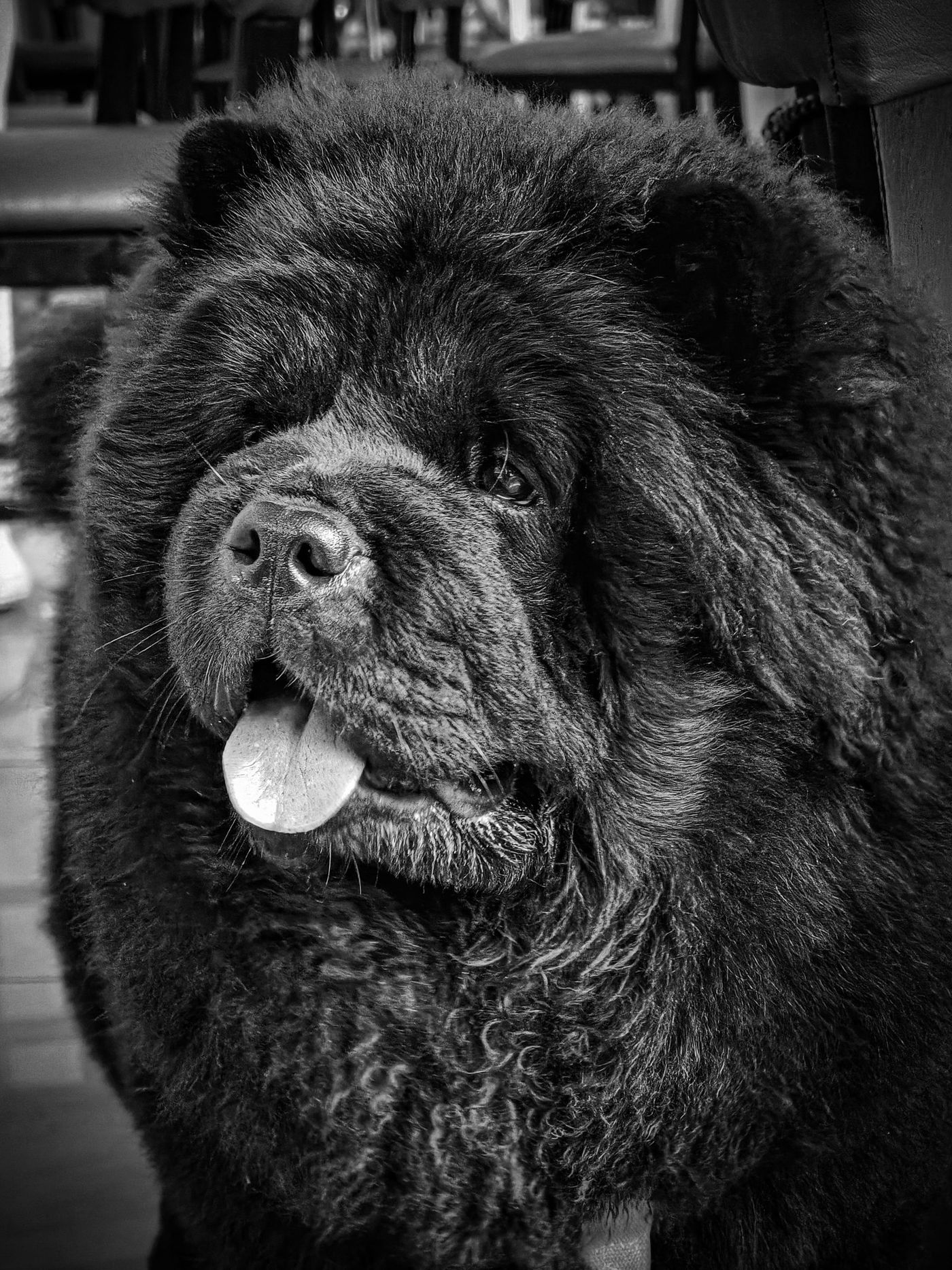 Svartvit närbild på en svart chow chow med mycket tjock päls kring huvud och hals