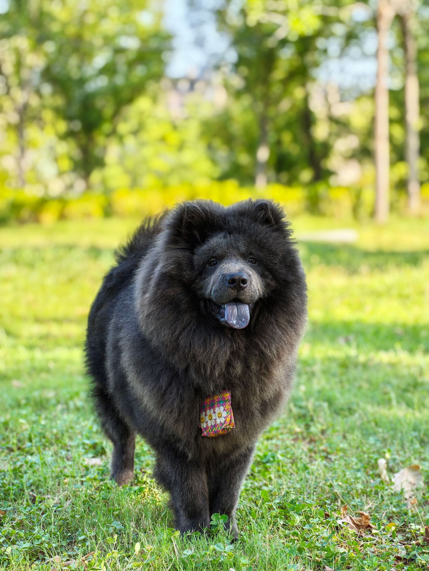 Svart chow chow med tjock päls står lugnt på gräs i en park med träd i bakgrunden