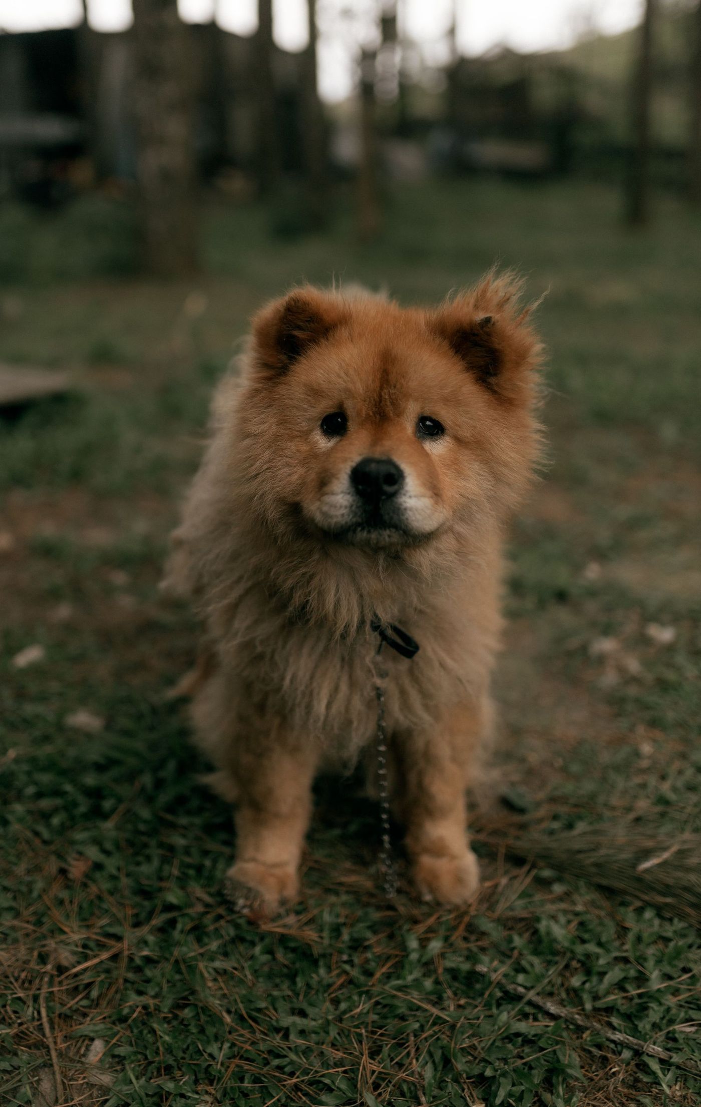 Ung rödbrun chow chow står på gräs i ett skogsbryn med ett smalt koppel om halsen