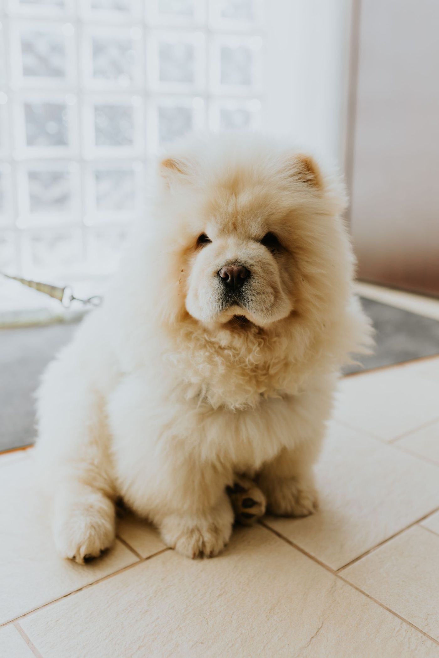 Cremefärgad chow chow-valp med mycket tjock päls sitter på ett klinkergolv inomhus