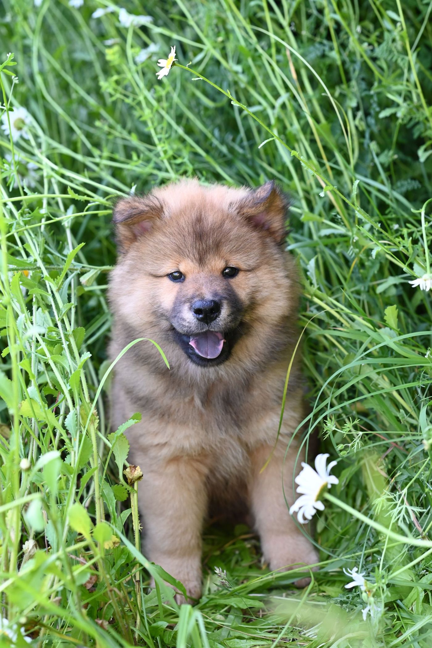 Rödbrun chow chow-valp sitter i högt gräs bland vita prästkragar med munnen öppen